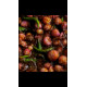 MALAY PICKLE PASTE 150 g MALAY PICKLE PASTE 150 g